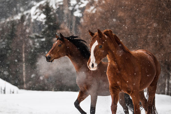 Zwei Pferde im Winter